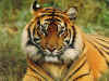 bengal_tiger.jpg (73948 bytes)