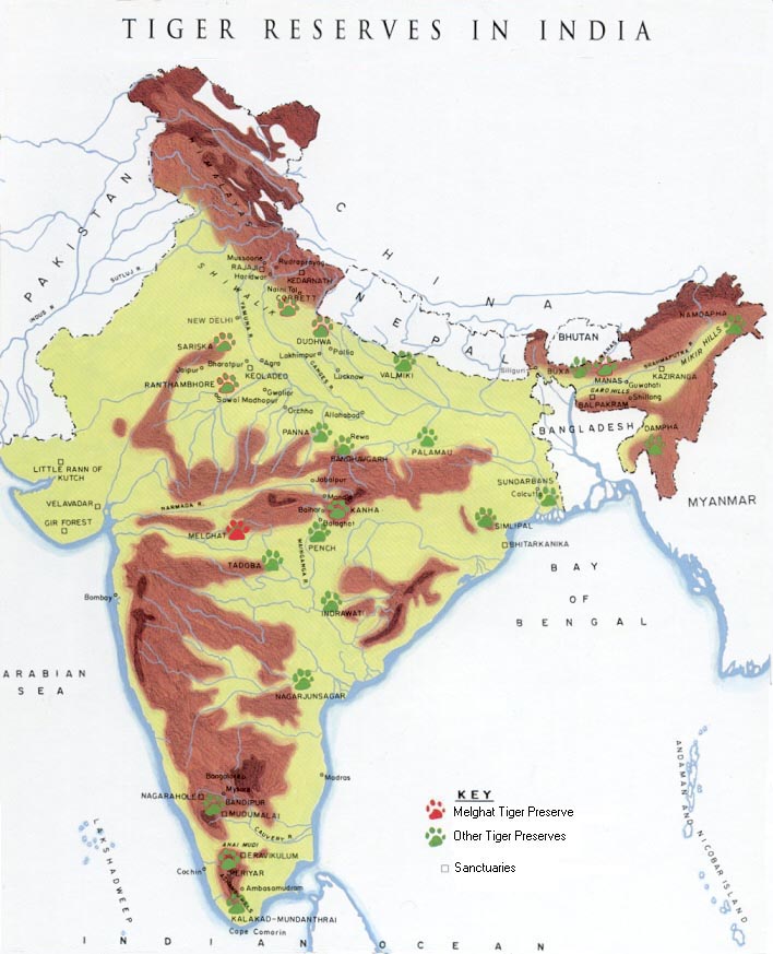 Bengal Tiger Facts