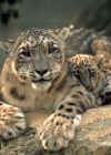 leopard big ft. with cub-snowleopard-org.jpg (12921 bytes)