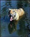 Tiger Sundarbans.JPG (7174 bytes)