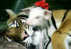 PIGLETANDTIGER-BSIRACHAZOOBANGKOK-2JULY2004-REUTERS.jpg (26833 bytes)